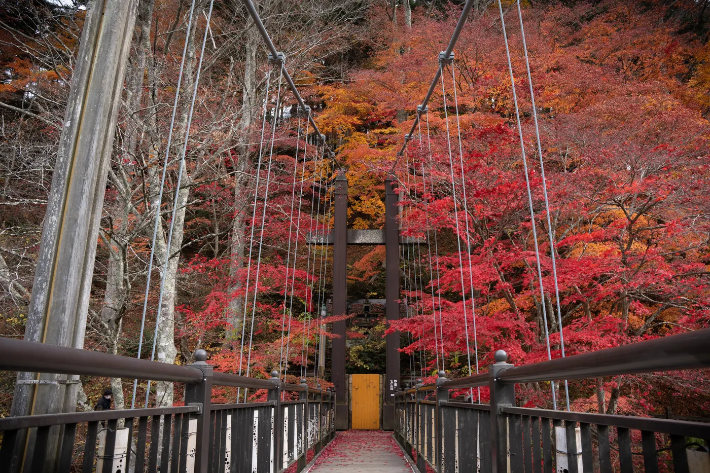 真っ赤なモミジに囲まれた紅の吊橋