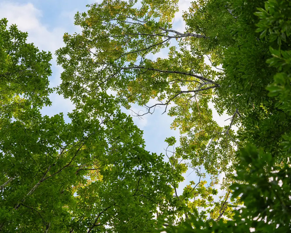 なすっぽの森の木々を見上げた写真